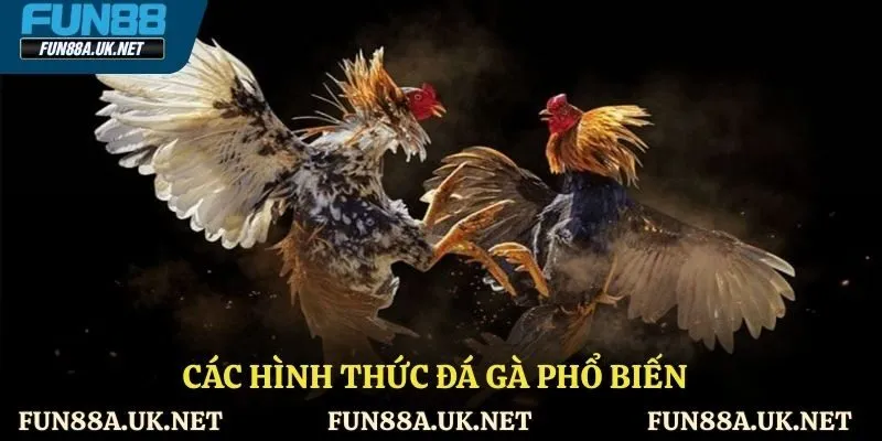 Các hình thức đá gà phổ biến và được ưa chuộng nhất