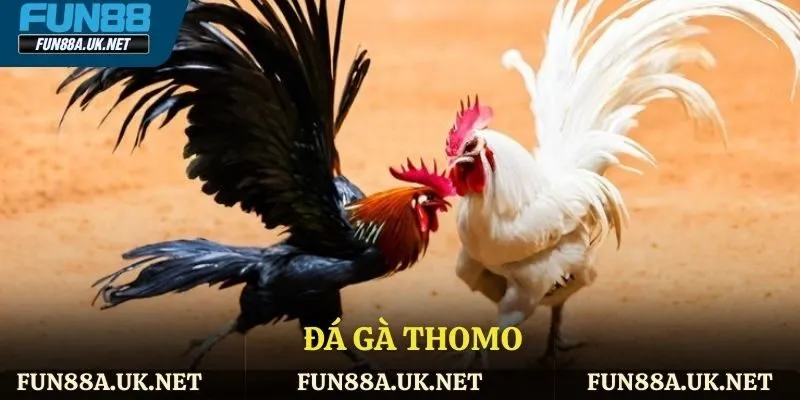 đá gà Thomo