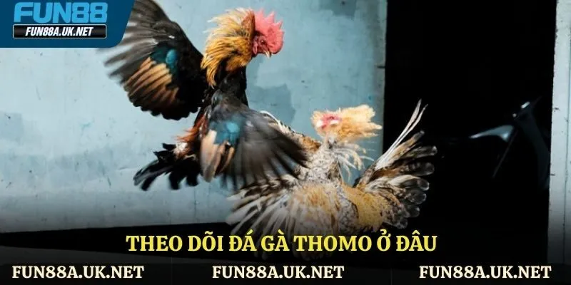Theo dõi đá gà thomo ở đâu?